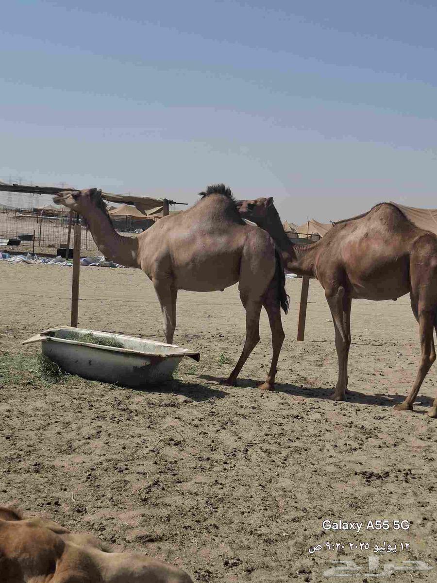 Red camels for sale on the coast63619547731458111