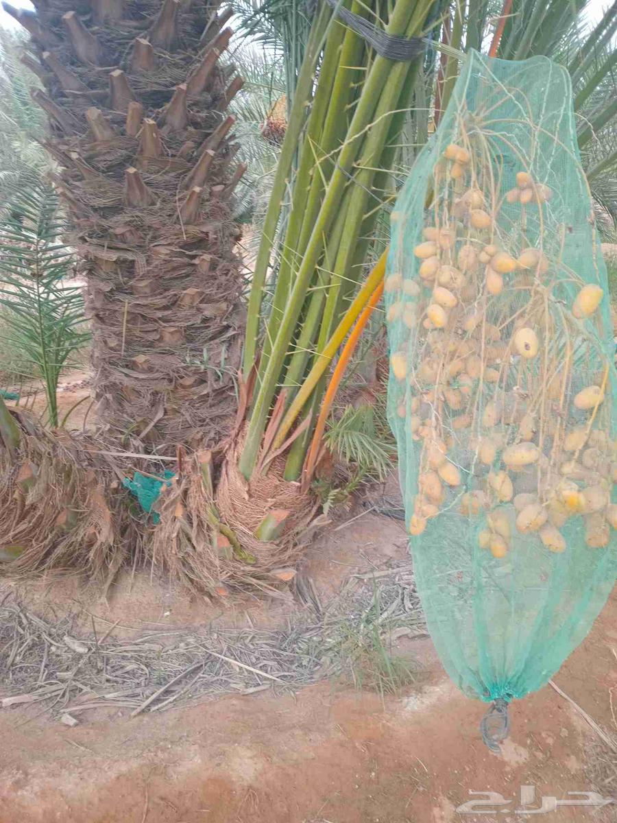 Palm trees for sale, all types63620669923331112
