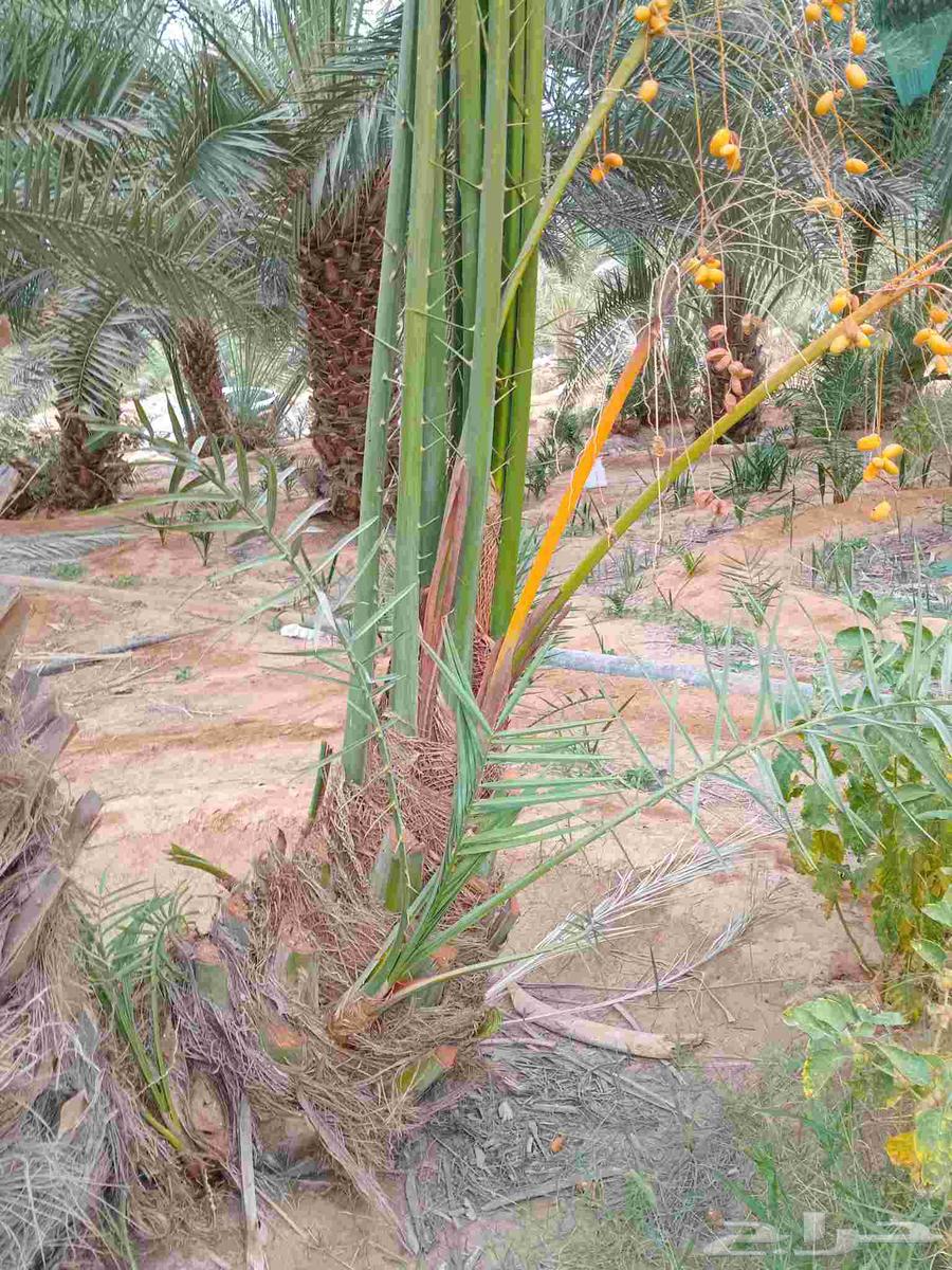 Palm trees for sale, all types63620669923331111