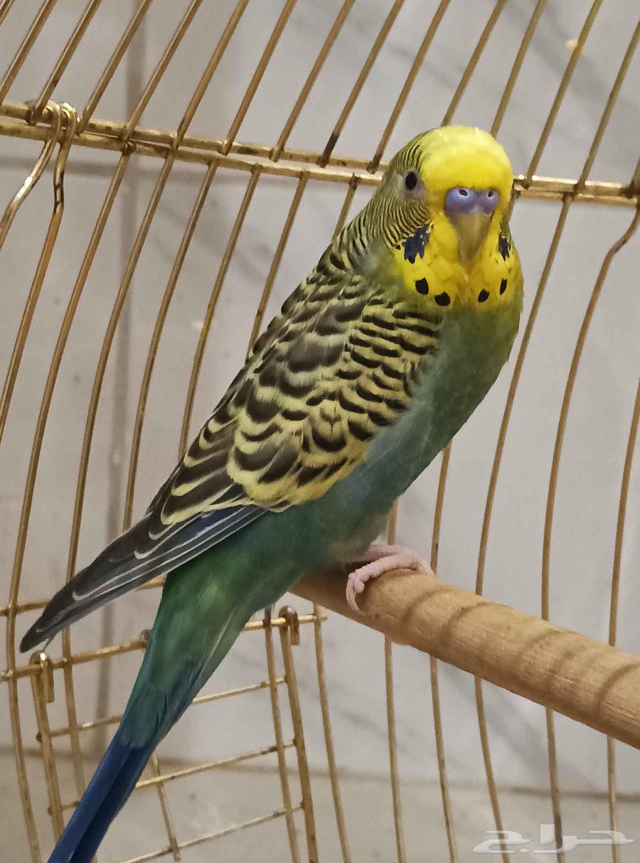 Budgie bird for sale63623554065794111