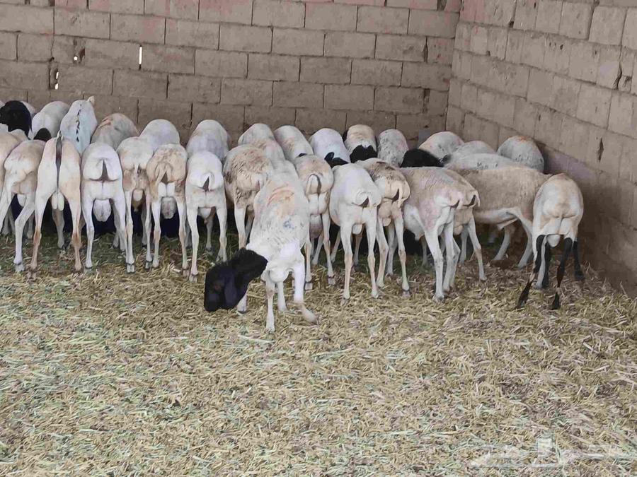 بربري مستورد تربيه شهرين ونص63619826406147113