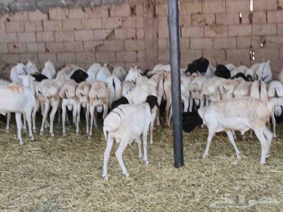 بربري مستورد تربيه شهرين ونص63619826406147111