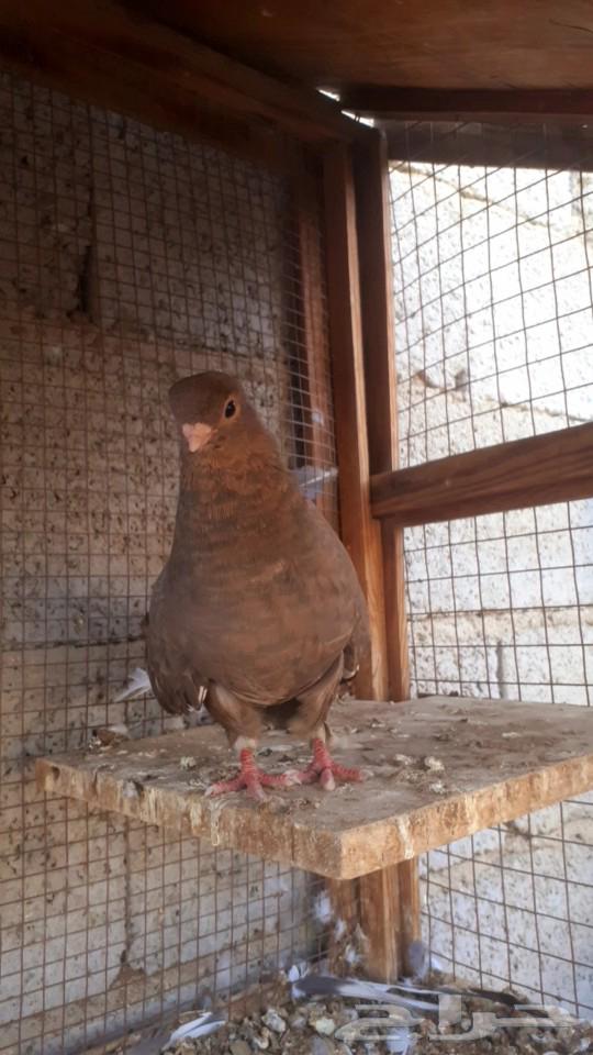 For sale, a male pigeon63620089857411114