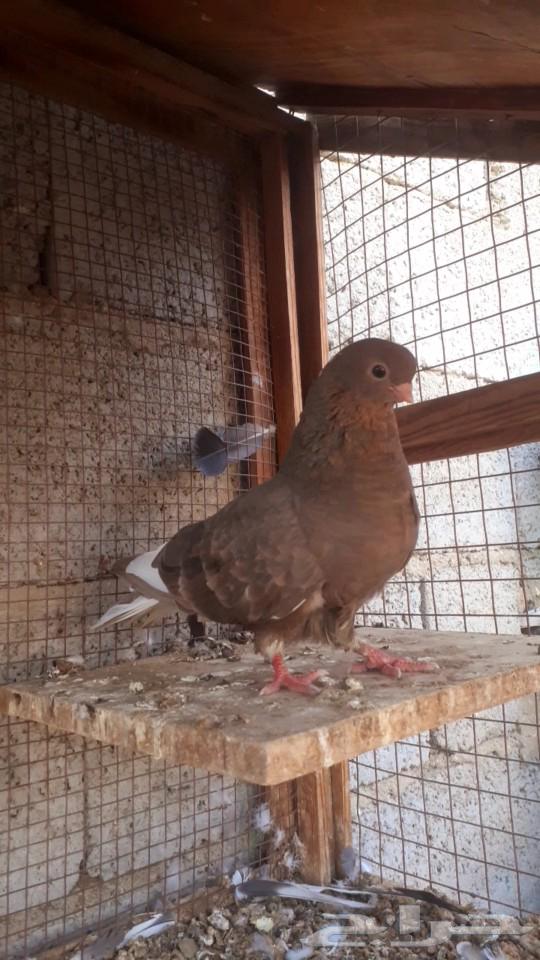 For sale, a male pigeon63620089857411113