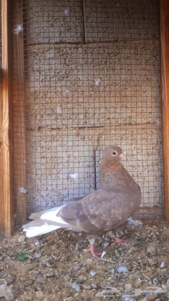 For sale, a male pigeon63620089857411112