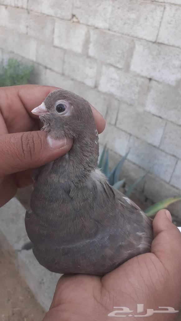 For sale, a male pigeon63620089857411111