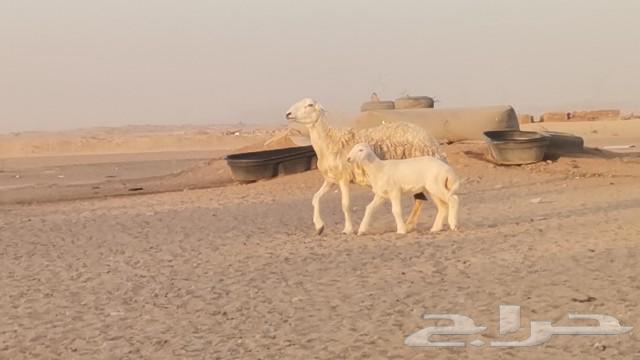 نعجه حريه تحتها رخل63624053745539111