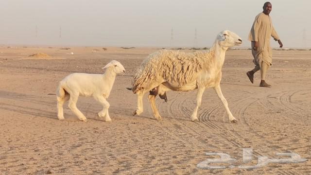 نعجه حريه تحتها رخل63624053745539113