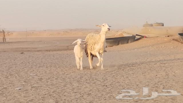 نعجه حريه تحتها رخل63624053745539112