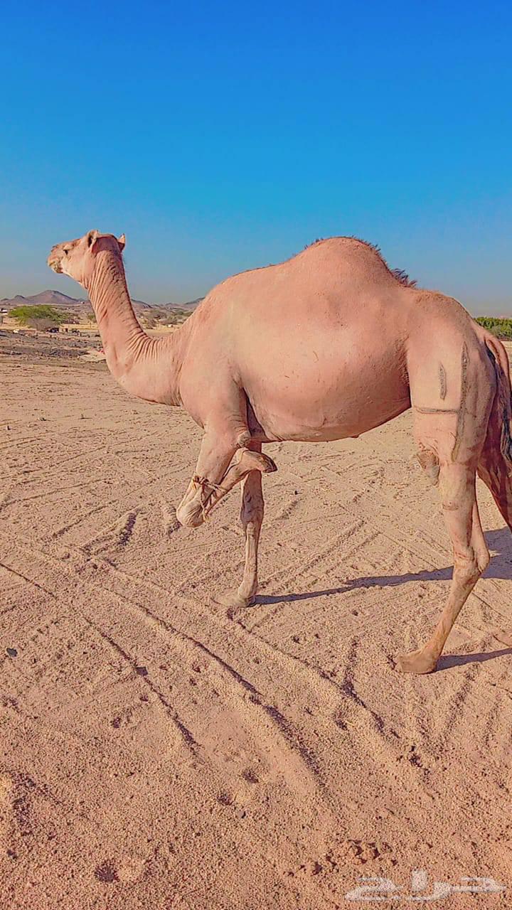 Two camels for sale63623129188867111