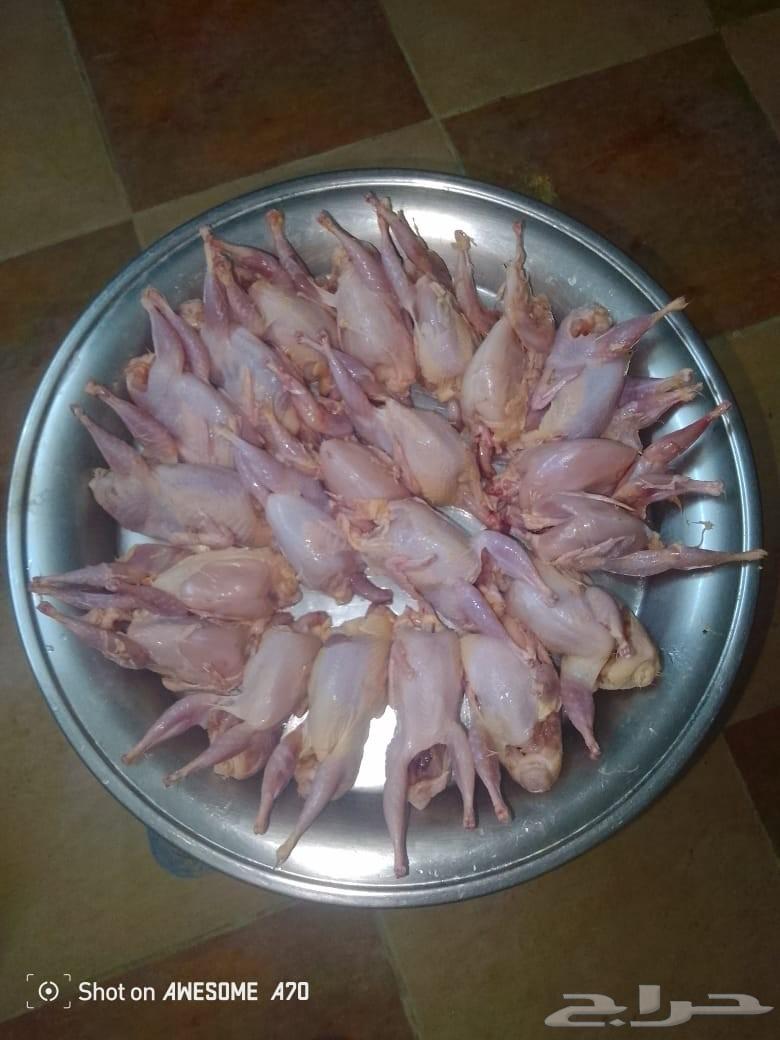 White Saman birds for sale, 12 riyals per piece63618193260931114