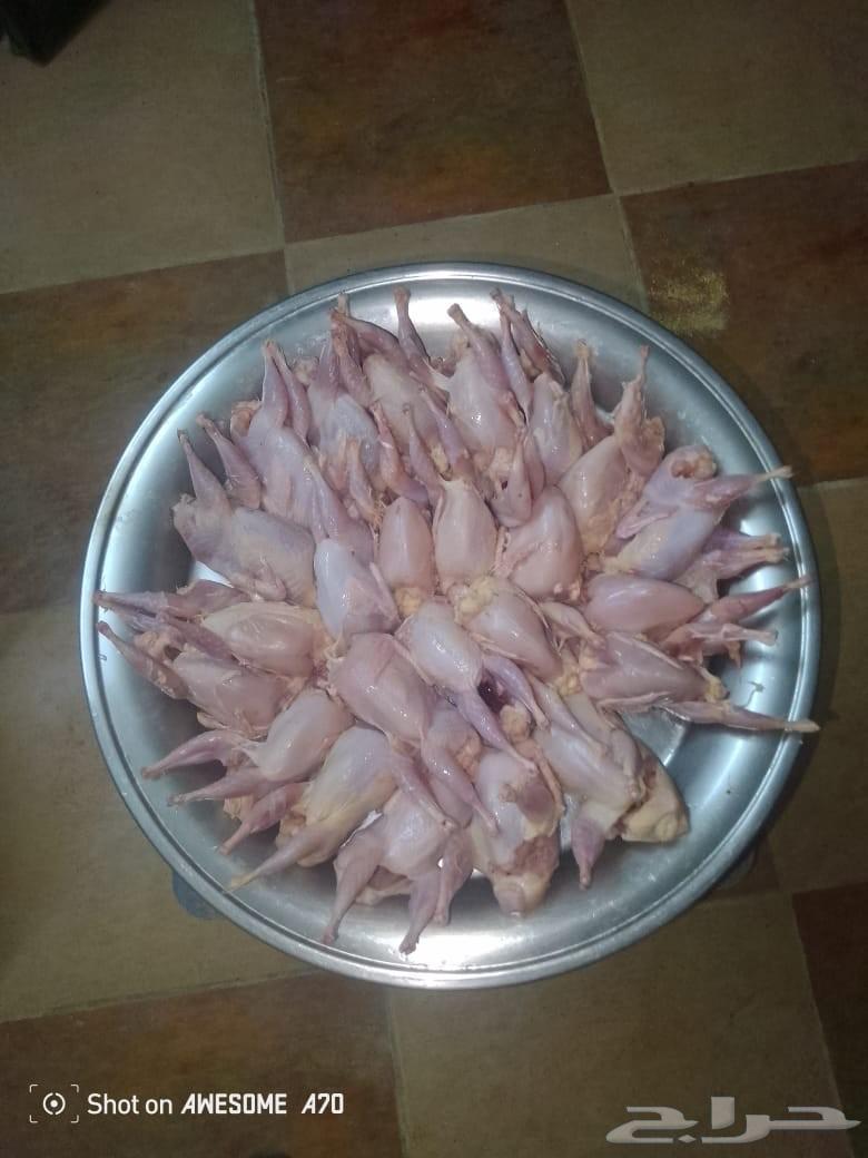 White Saman birds for sale, 12 riyals per piece63618193260931113