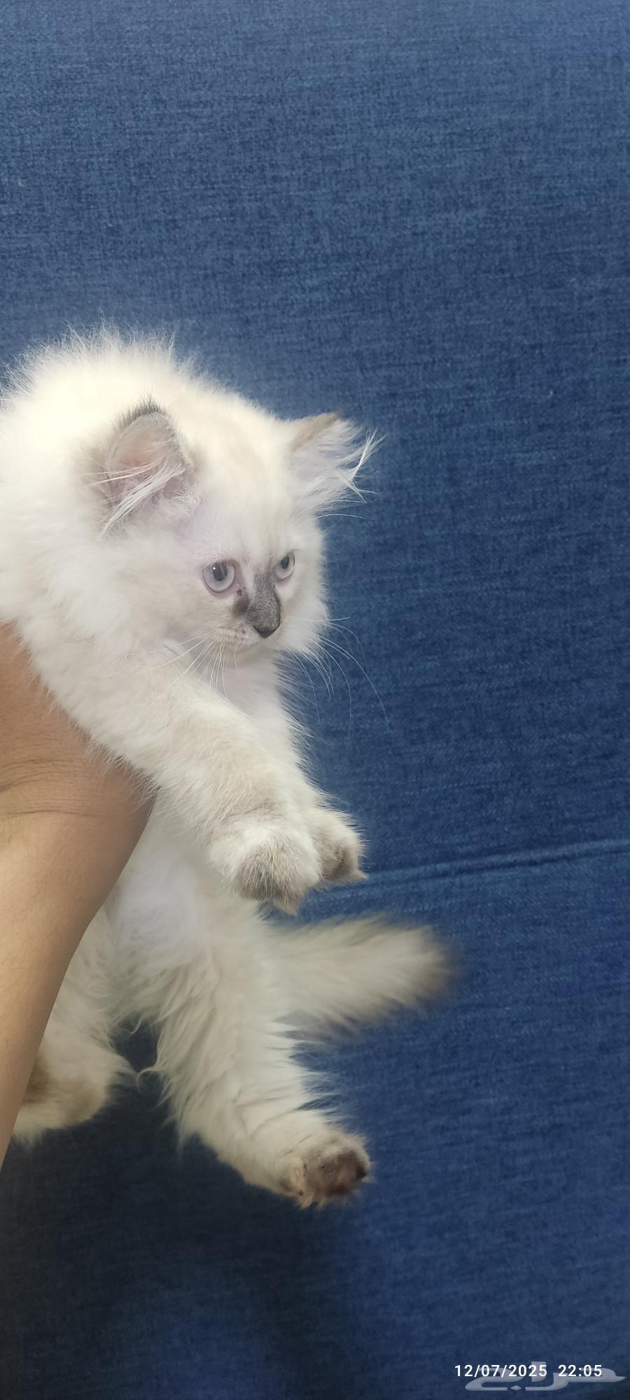 4 kittens, 4 months old63654679322627111