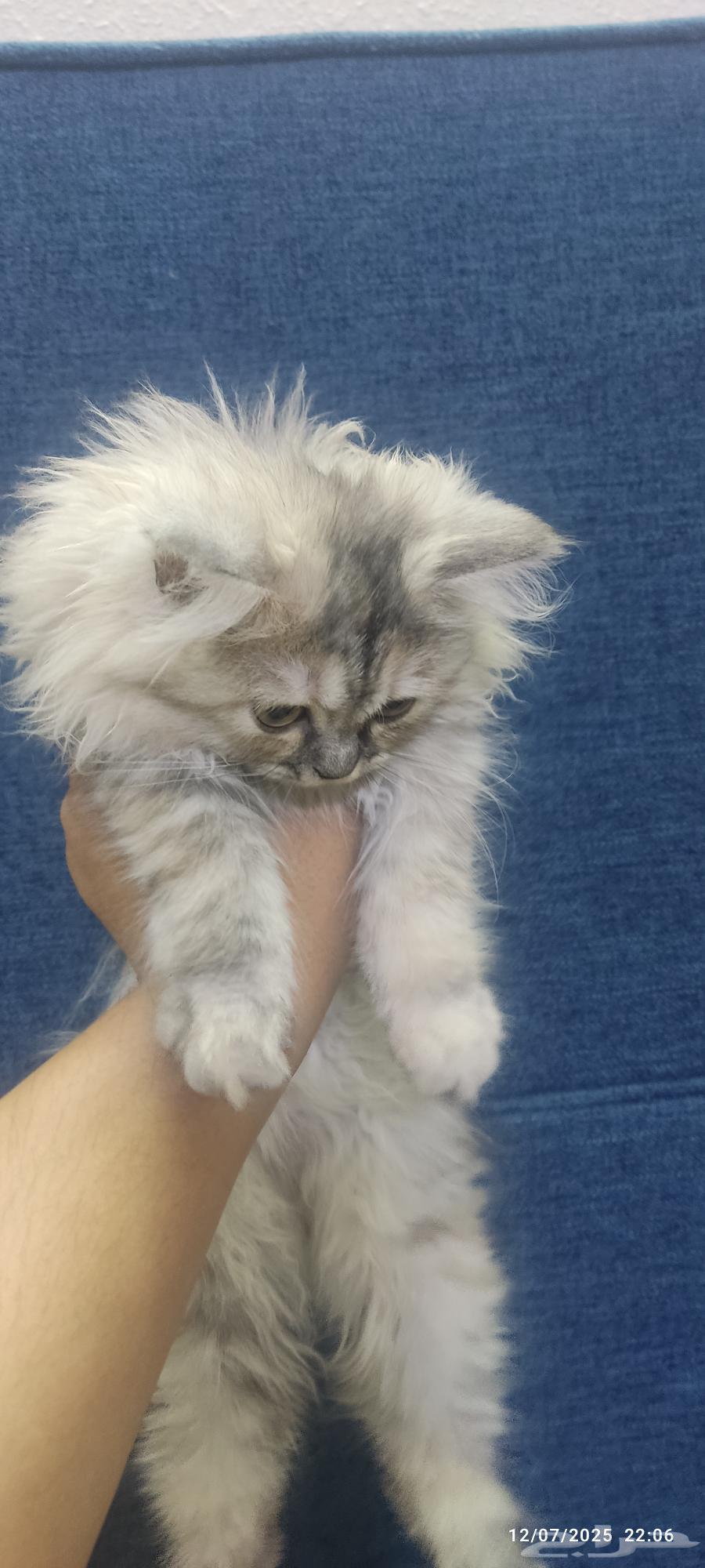 4 kittens, 4 months old63654679322627113
