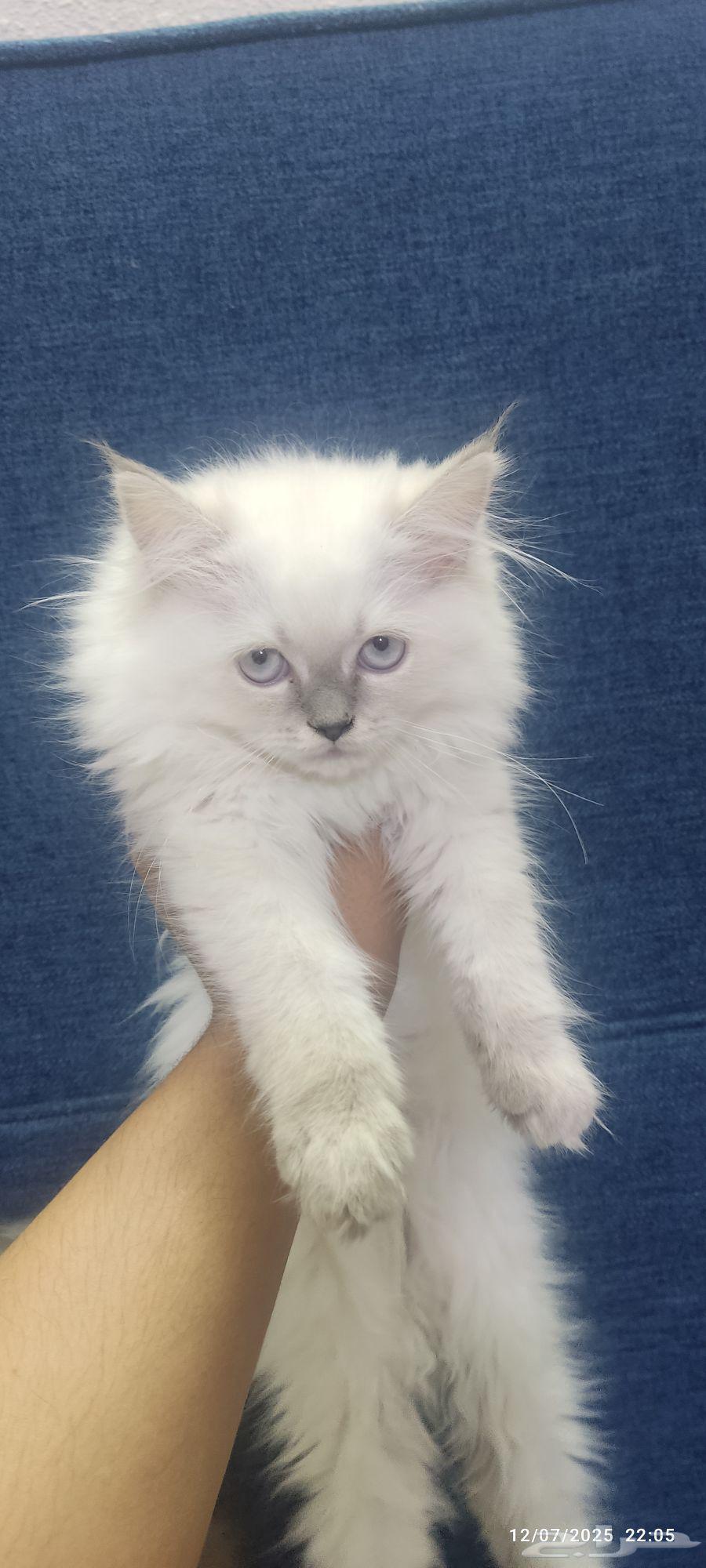 4 kittens, 4 months old63654679322627112