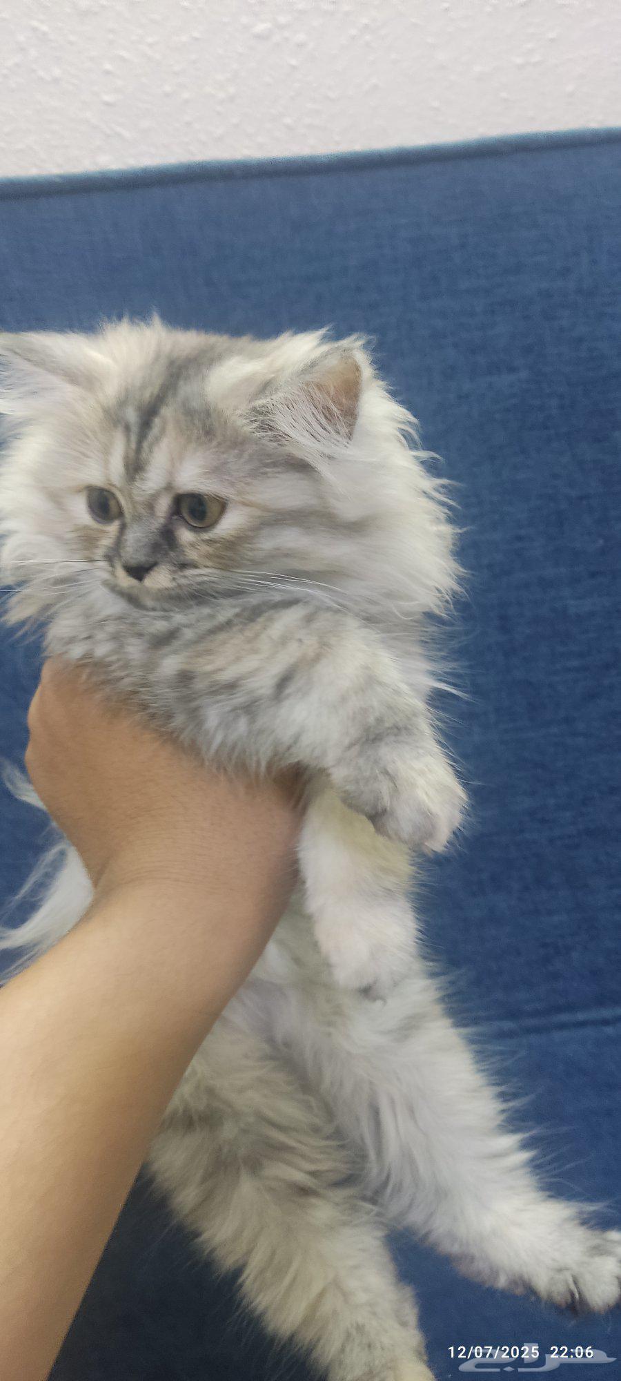 4 kittens, 4 months old63654679322627114