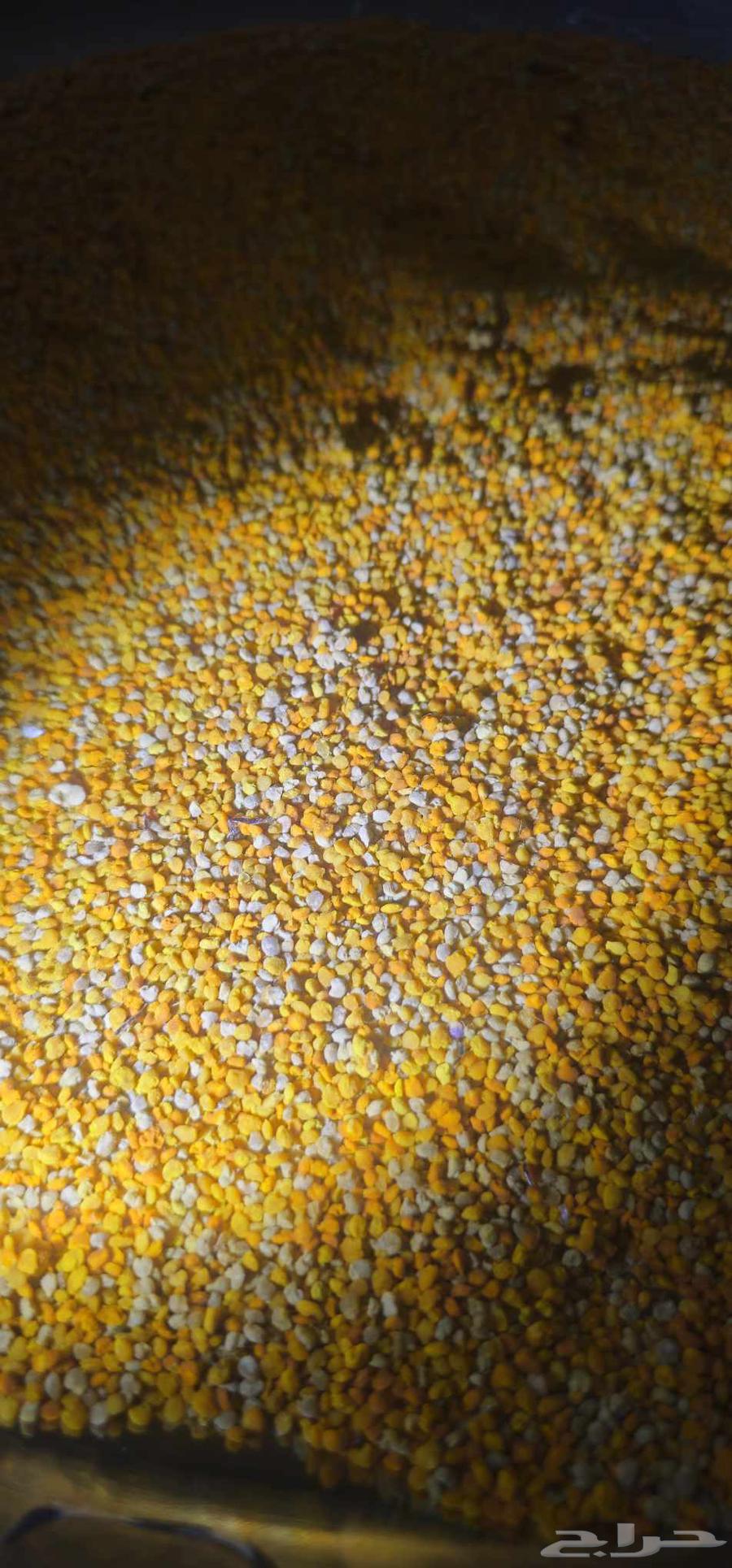 Natural Pumpkin Flower Bee Pollen from My Production63625197020803111