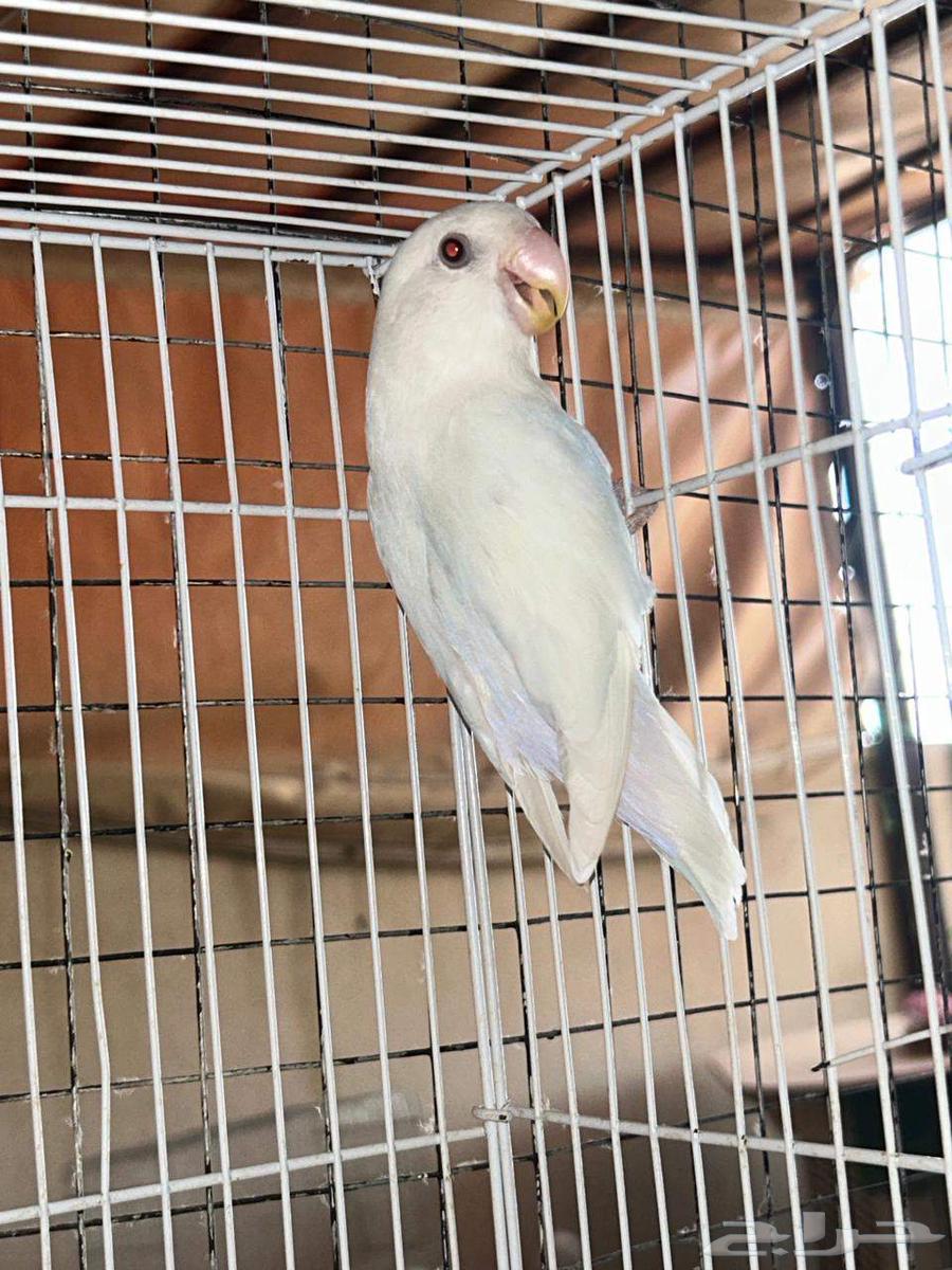 Rose Males for Production63622881949186112