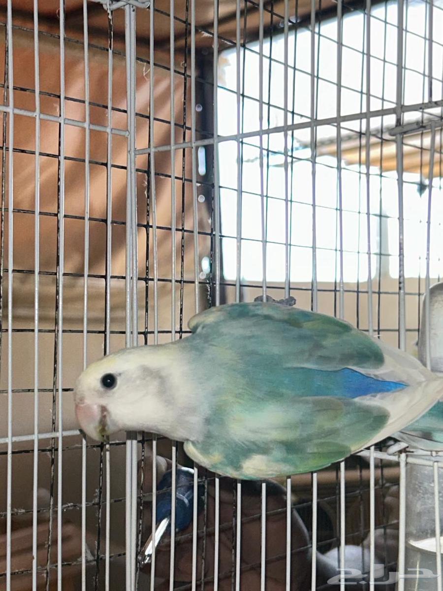 Rose Males for Production63622881949186111
