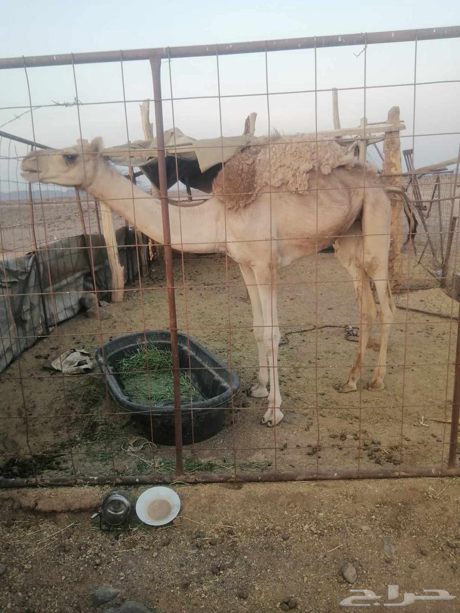 Bakra Kanai63656352646530110