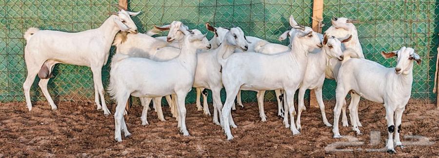 Jafar Beeshah Marah One Conditioned for Sale63654697235201114