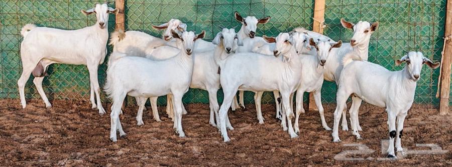 Jafar Beeshah Marah One Conditioned for Sale63654697235201113