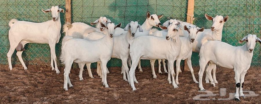 Jafar Beeshah Marah One Conditioned for Sale63654697235201110