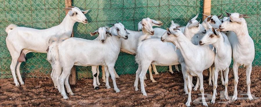 Jafar Beeshah Marah One Conditioned for Sale63654697235201111