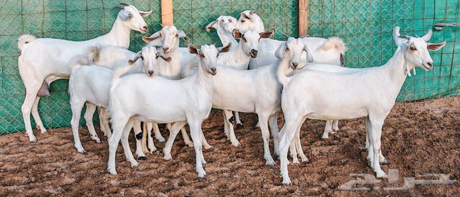 Jafar Beeshah Marah One Conditioned for Sale63654697235201112
