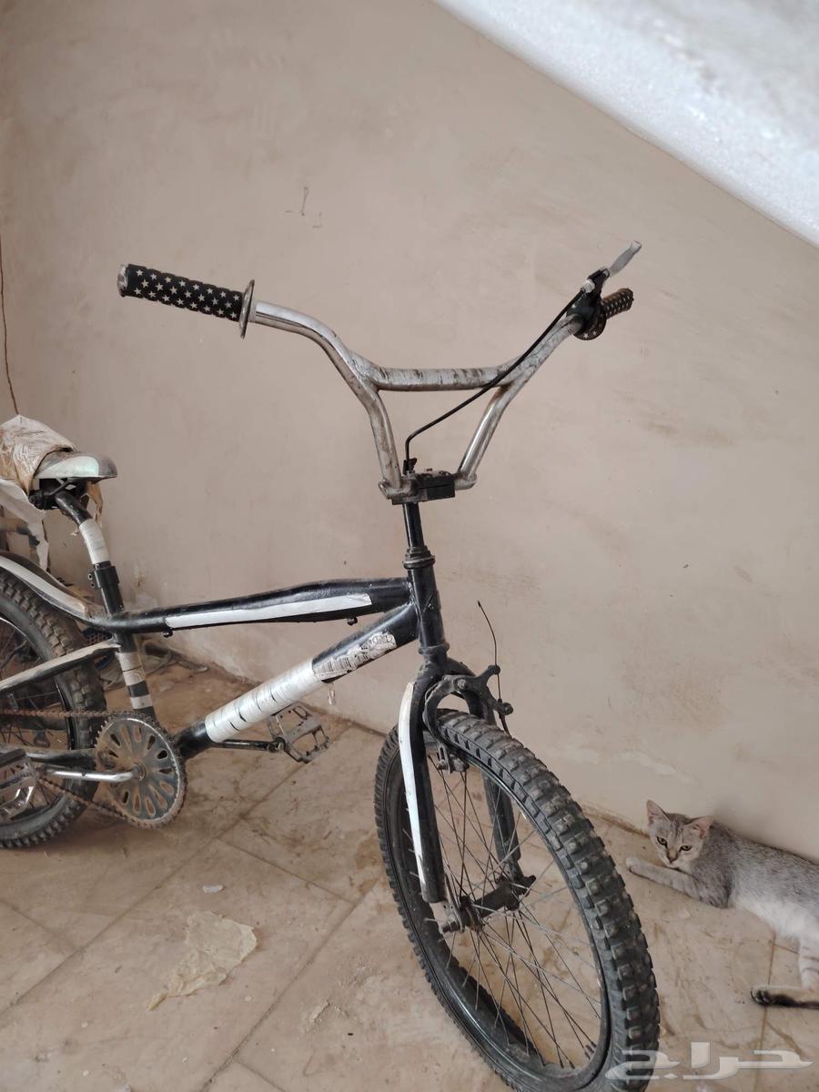 سيكل كوبرا مقاس 20 مرشوش مبنشر فقط63654951347715113