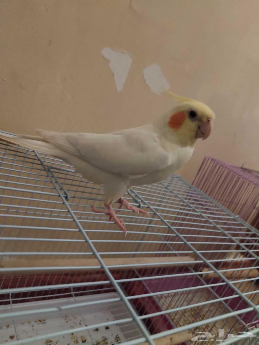 طائر الكوكتيل للبيع63618586593409114