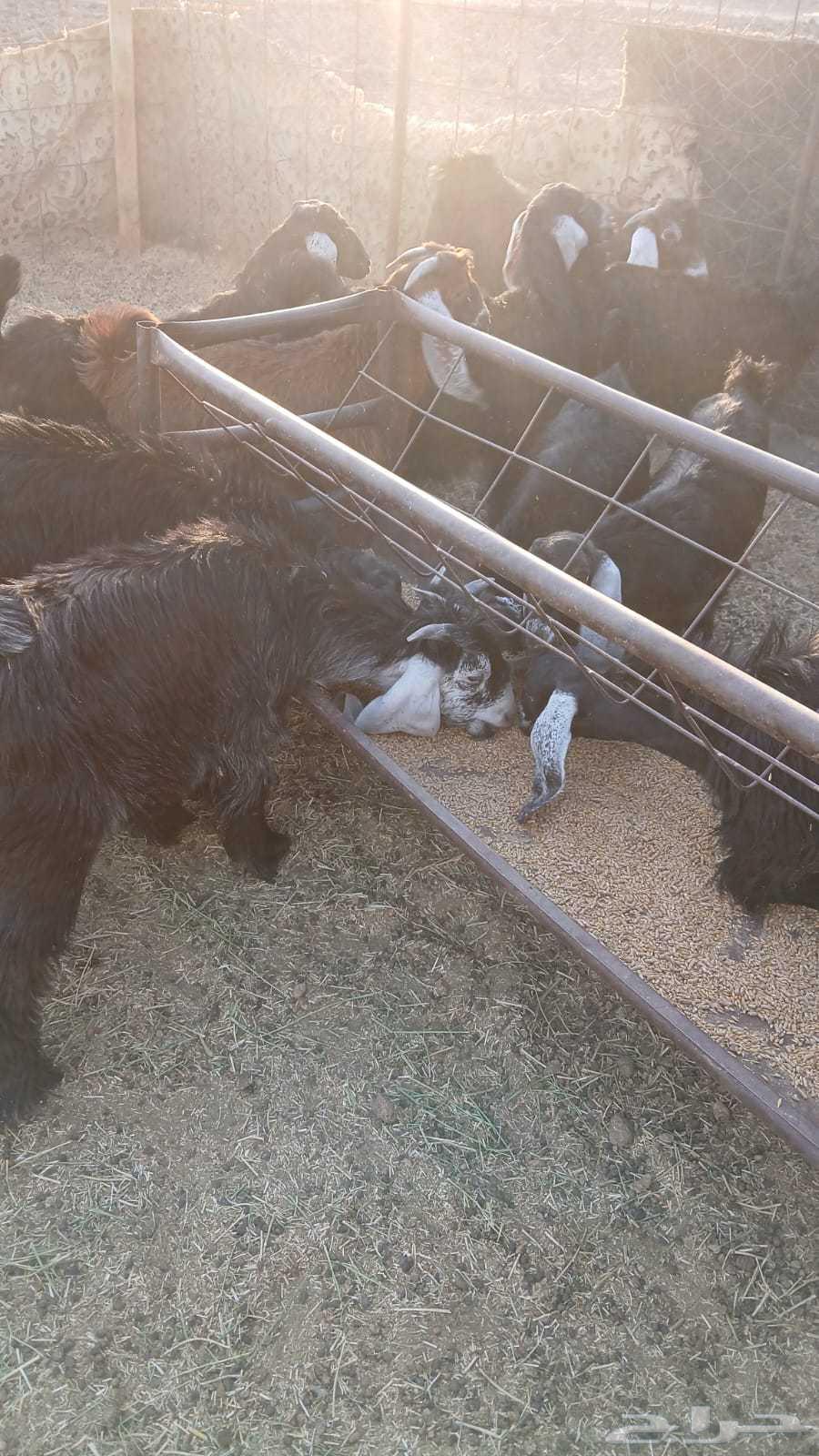 Symptoms for you goats and Jafar, number open _ mandi _ fridge _ kishtat63654697166850111