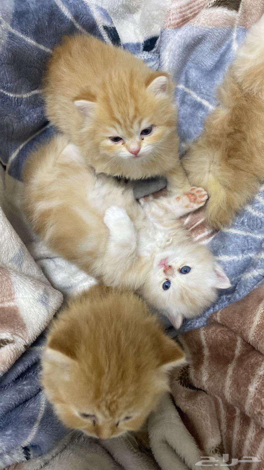 Shirazi kittens for sale, less than one month old, not weaned63654686678019110