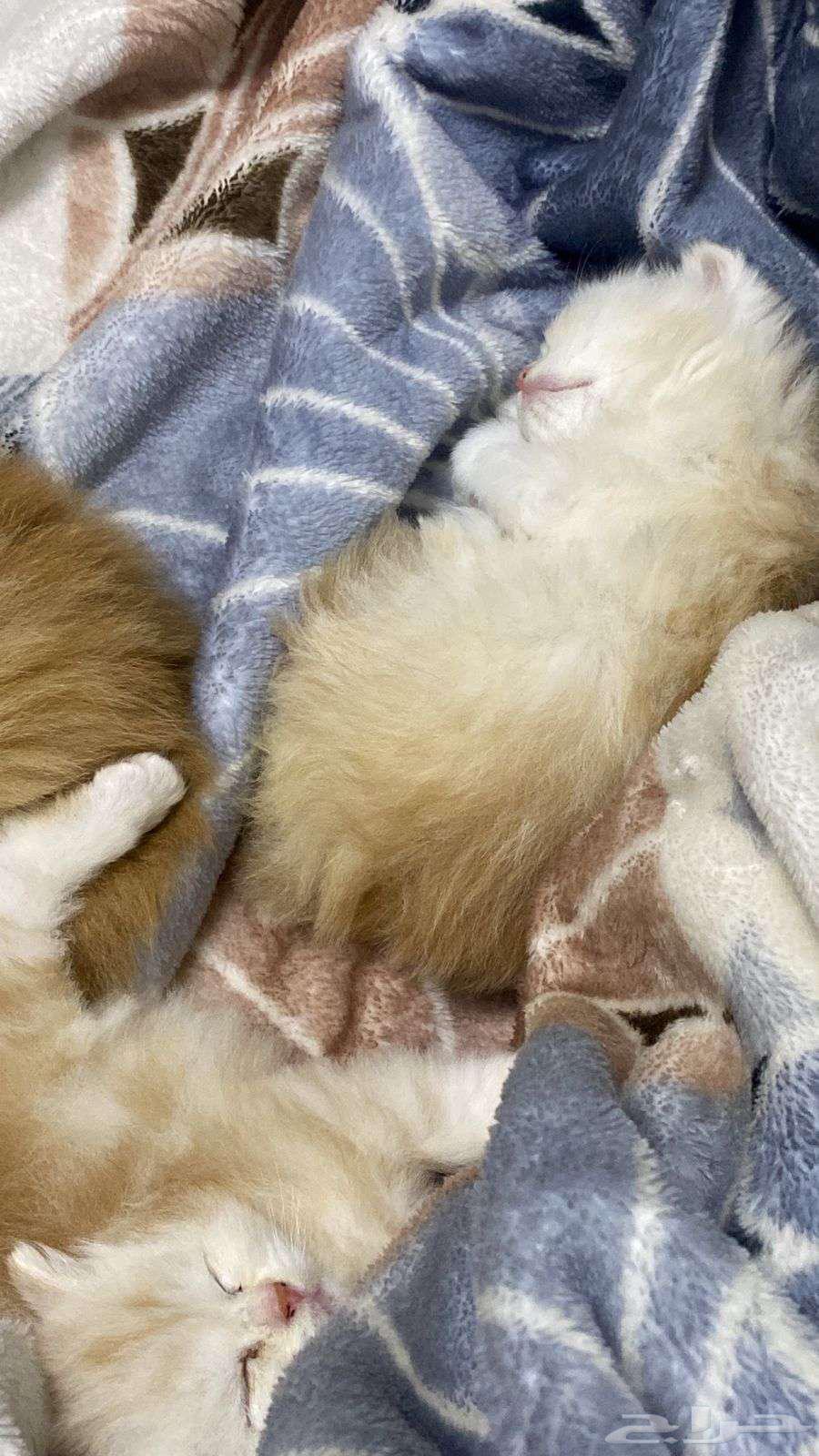 Shirazi kittens for sale, less than one month old, not weaned63654686678019114