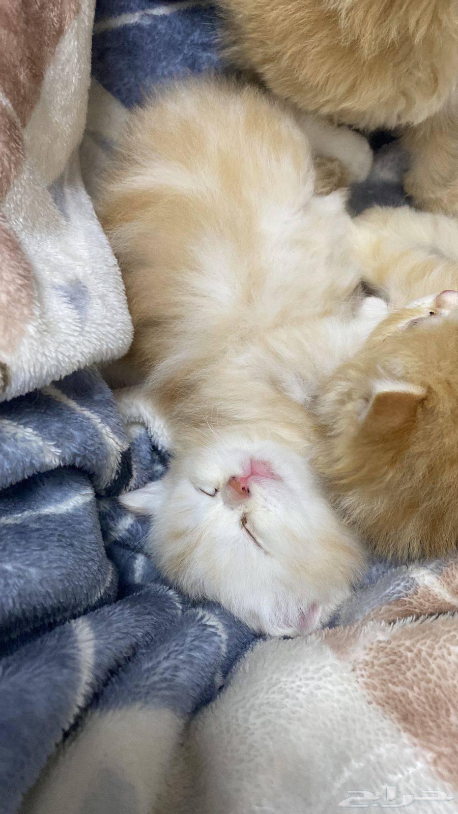 Shirazi kittens for sale, less than one month old, not weaned63654686678019112