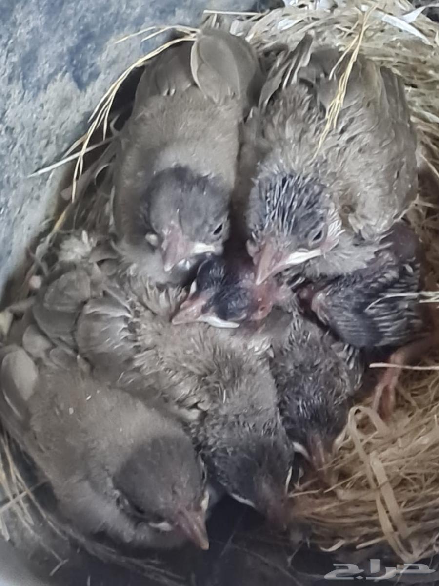 For sale super large and super jumbo healthy and clean bulbul chicks63618389835139111