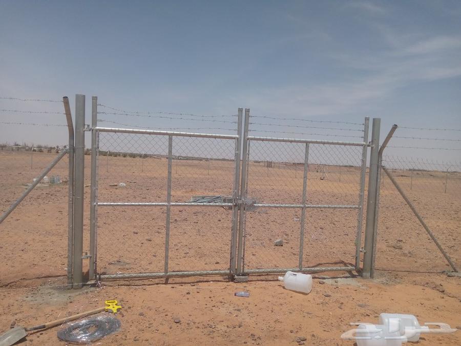 Iron fence, mesh, and date palm and Washingtonia supply and installation63617939524865111