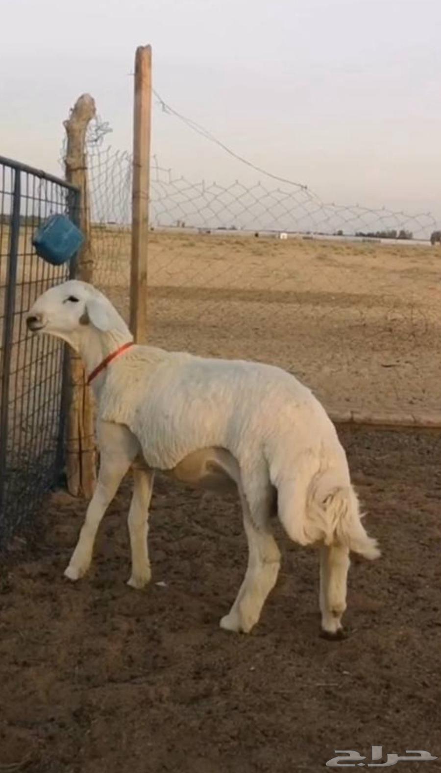 مشروع فحل حري تم البيع63618970290434111