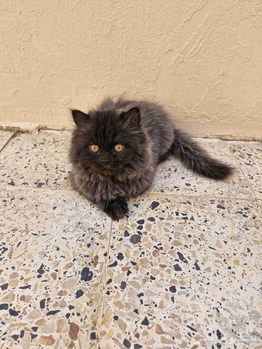 قطط صغيرة63655208540930112