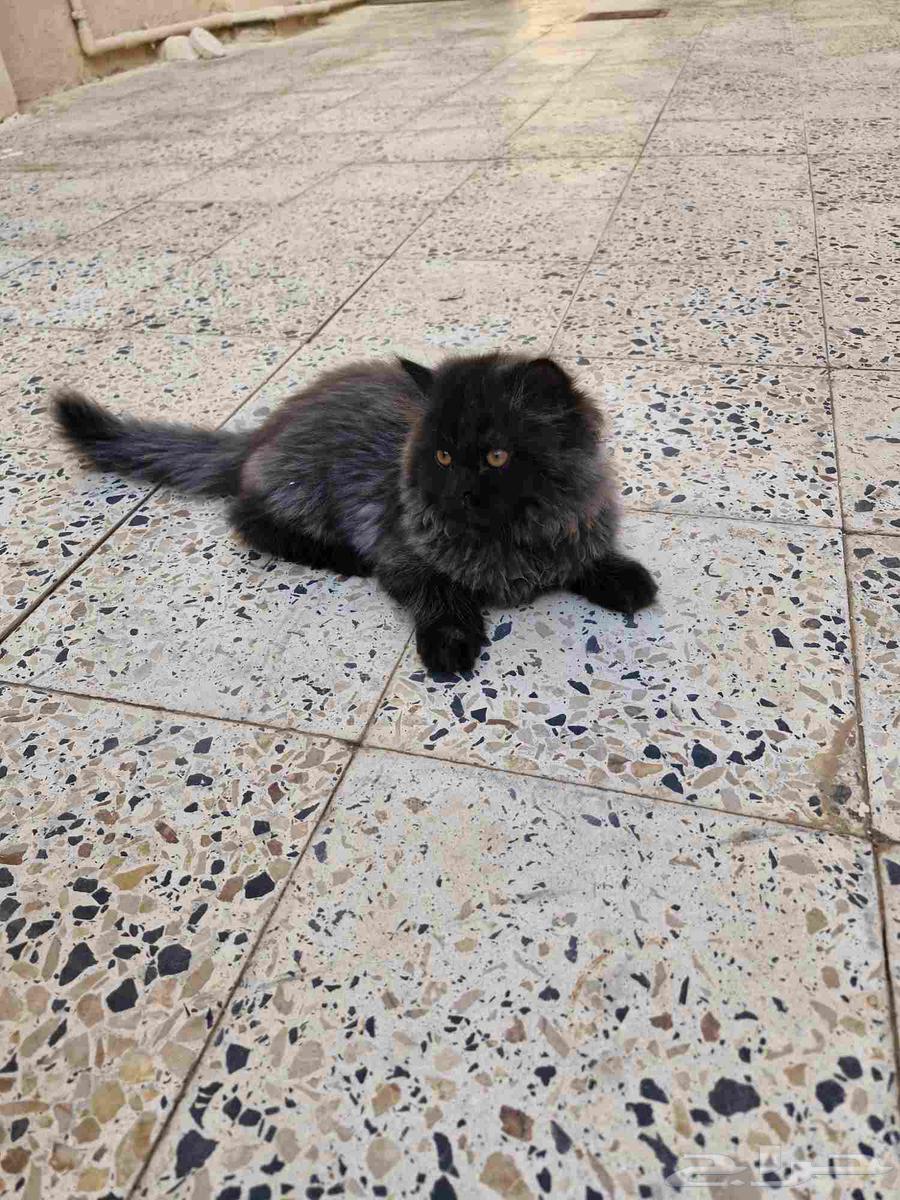 قطط صغيرة63655208540930111