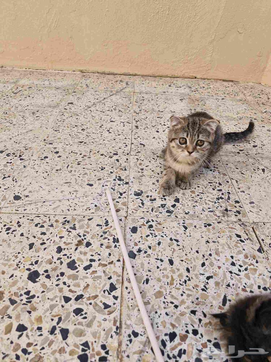 قطط صغيرة63655208540930113