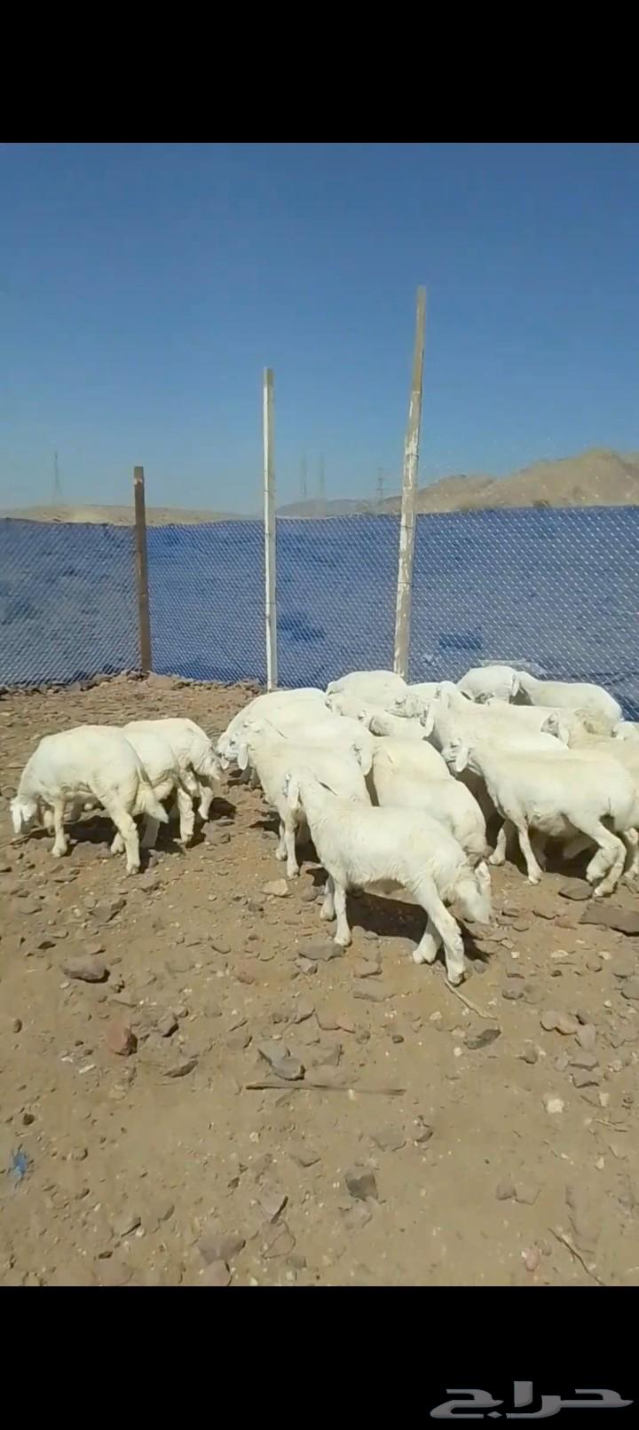 طليان للبيع لجميع المناسبات جمله و تفريد63655212268290112