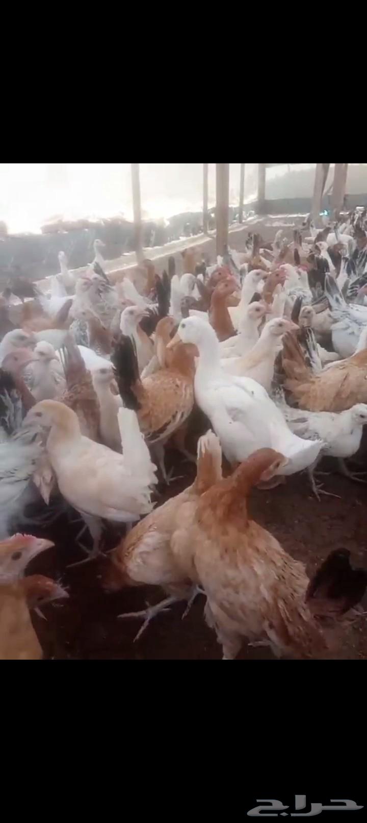 Four-month-old local chicken with all vaccinations63655311898754113
