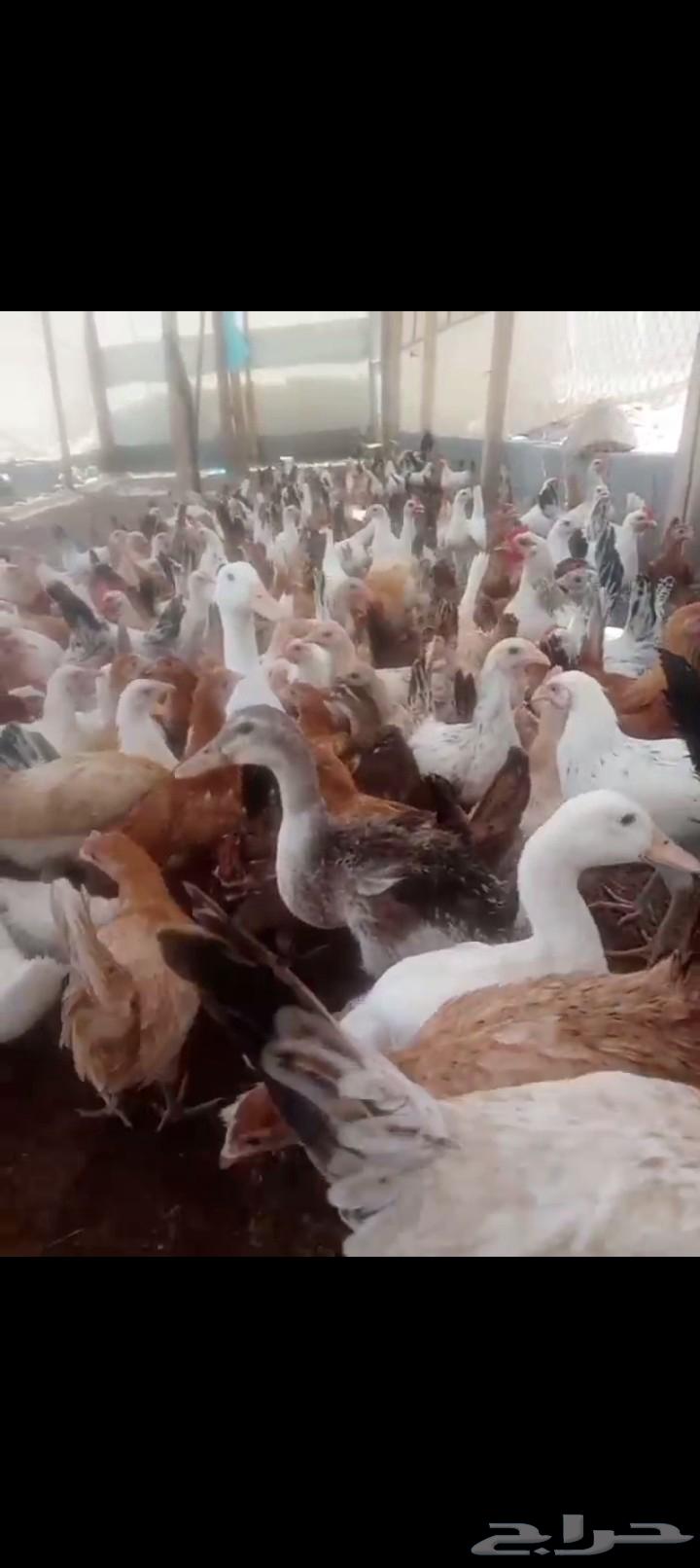 Four-month-old local chicken with all vaccinations63655311898754111