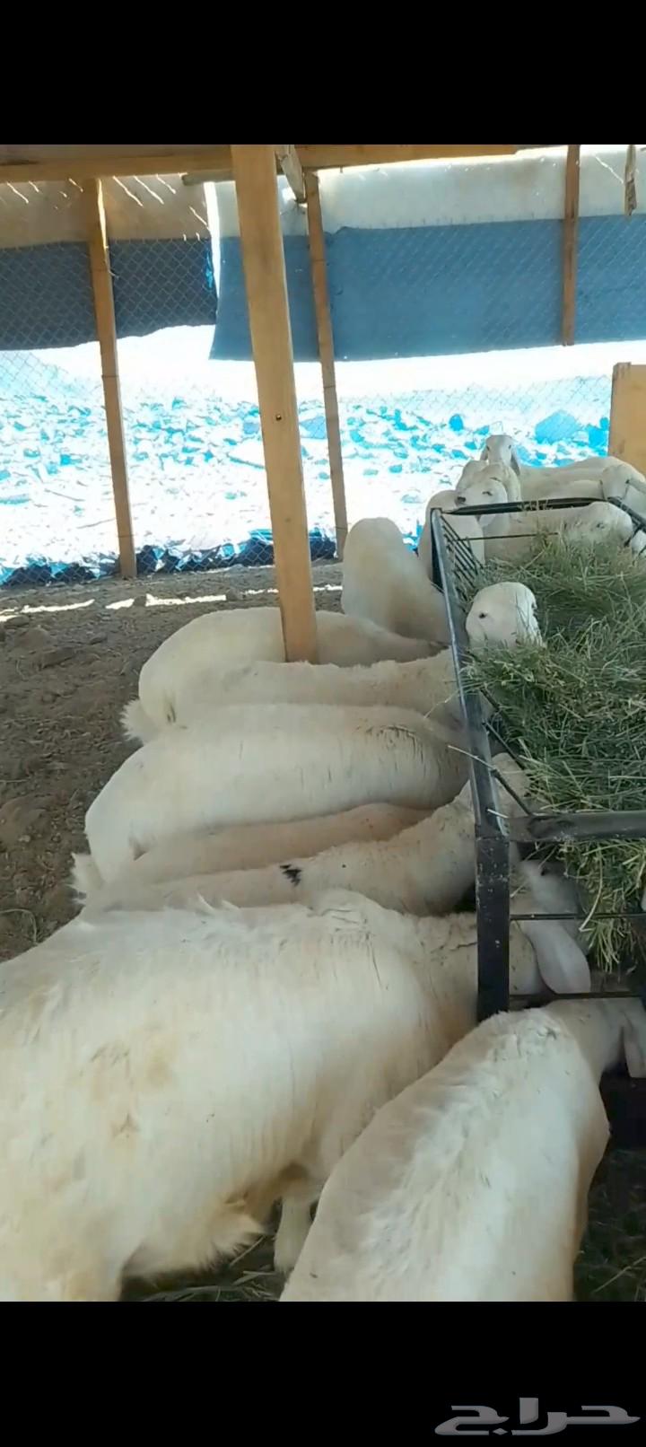 طليان للبيع لجميع المناسبات جمله و تفريد63655212268290114