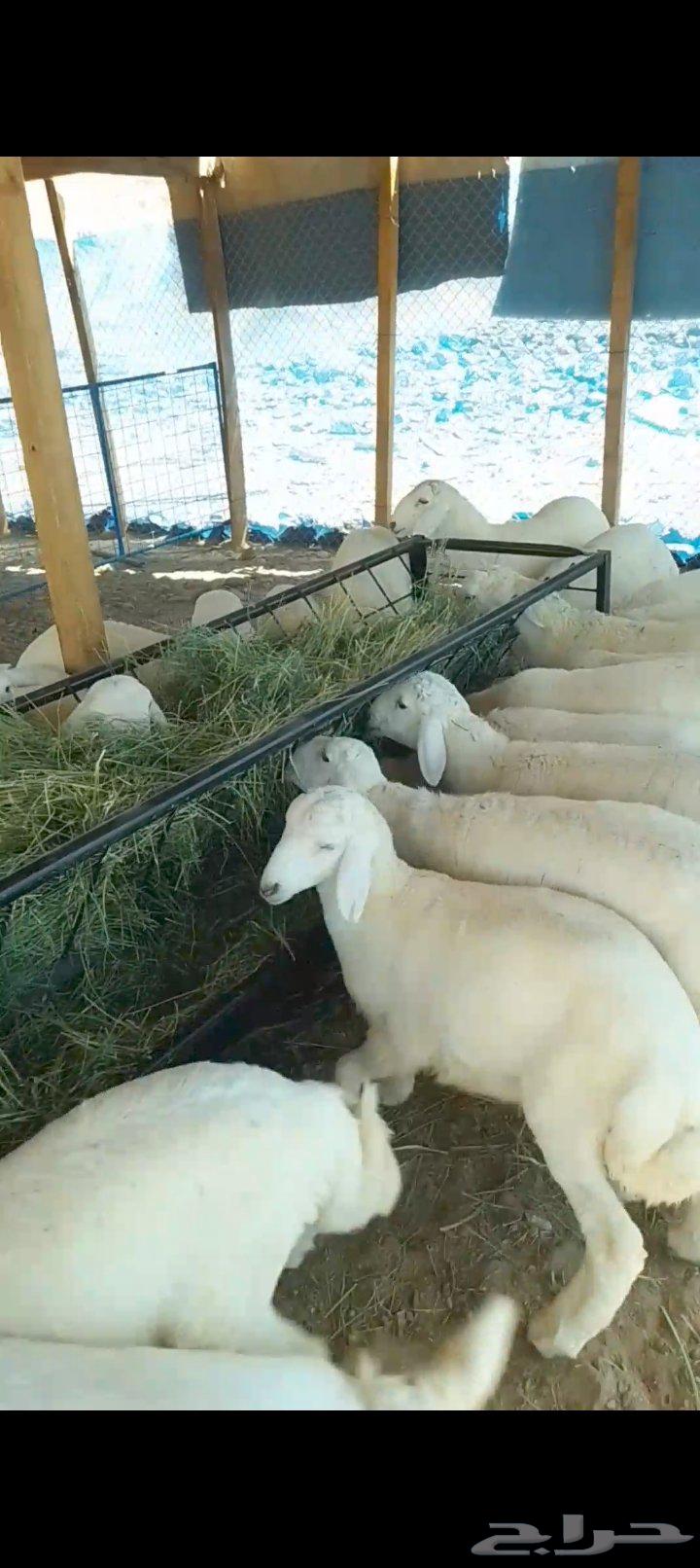 طليان للبيع لجميع المناسبات جمله و تفريد63655212268290110