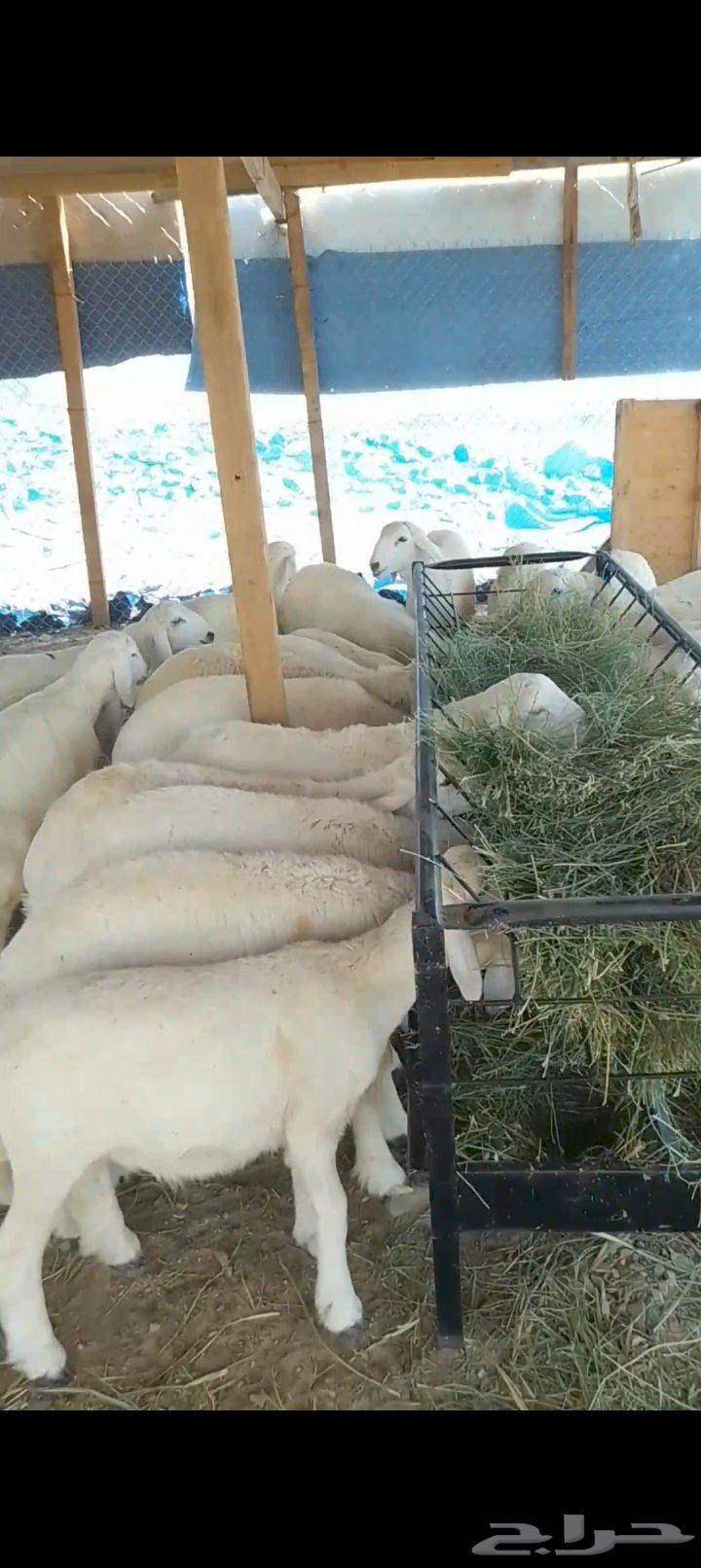 طليان للبيع لجميع المناسبات جمله و تفريد63655212268290111