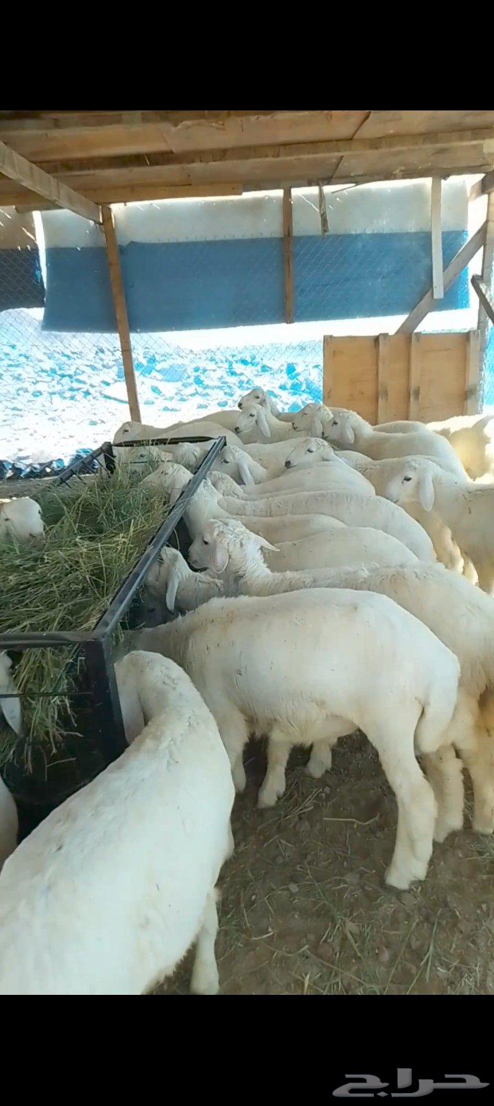 طليان للبيع لجميع المناسبات جمله و تفريد63655212268290113