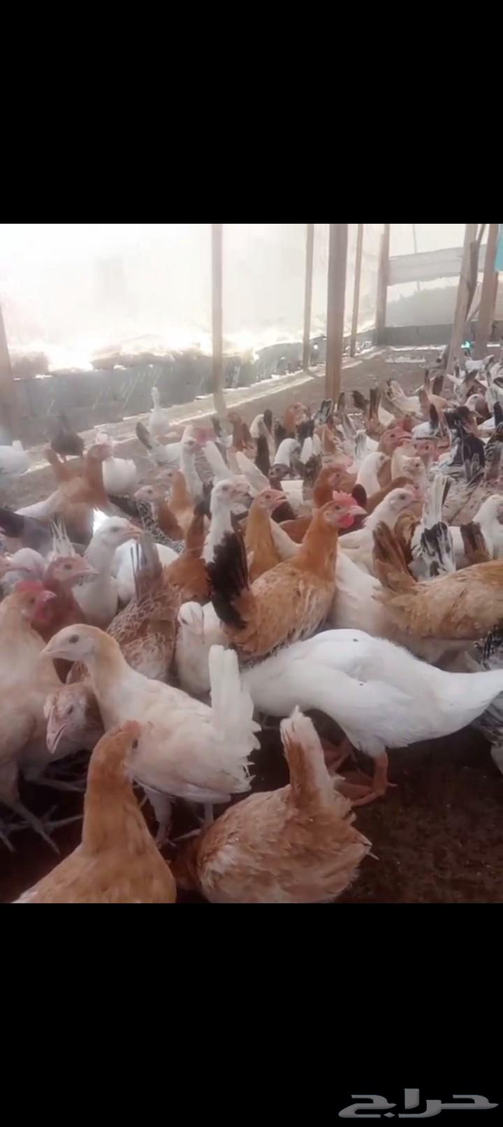 Four-month-old local chicken with all vaccinations63655311898754114