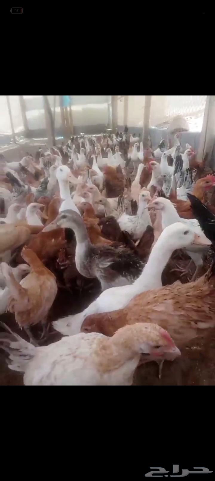 Four-month-old local chicken with all vaccinations63655311898754110
